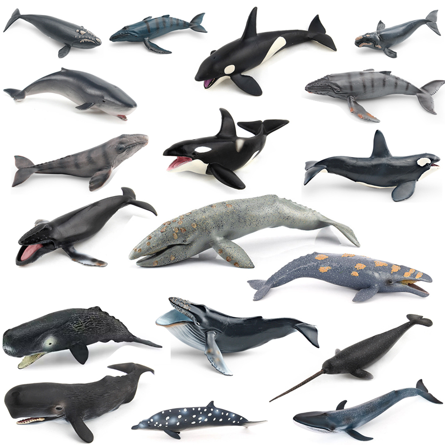 Kids Educational Game - Modelos Realistas de Animais Marinhos: Baleia-Cavaleiro,