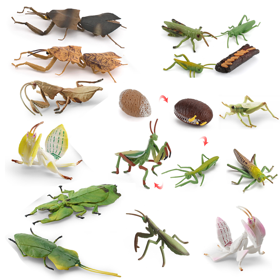 Modelo Realista de Mantis Orqu - Kids Educational Game avaliação e preço