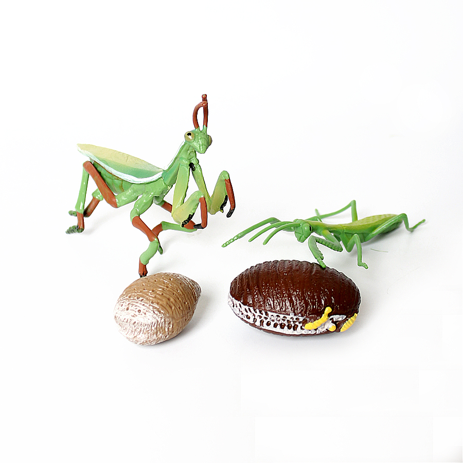 Modelo Realista de Mantis Orqu - Kids Educational Game avaliação e preço